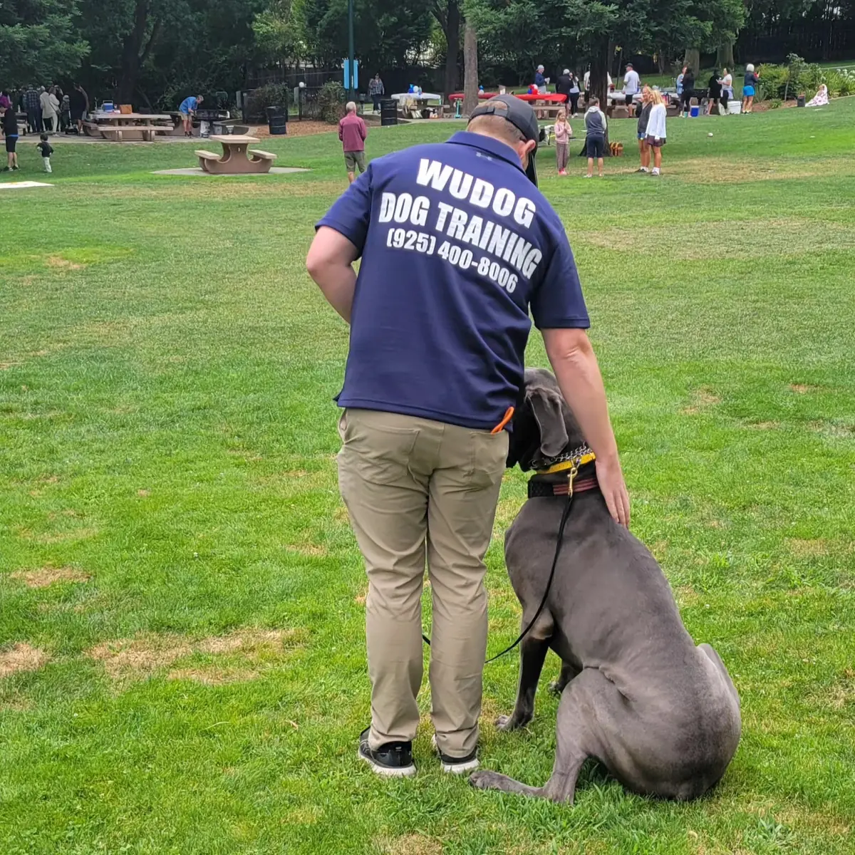 Great Dane training session