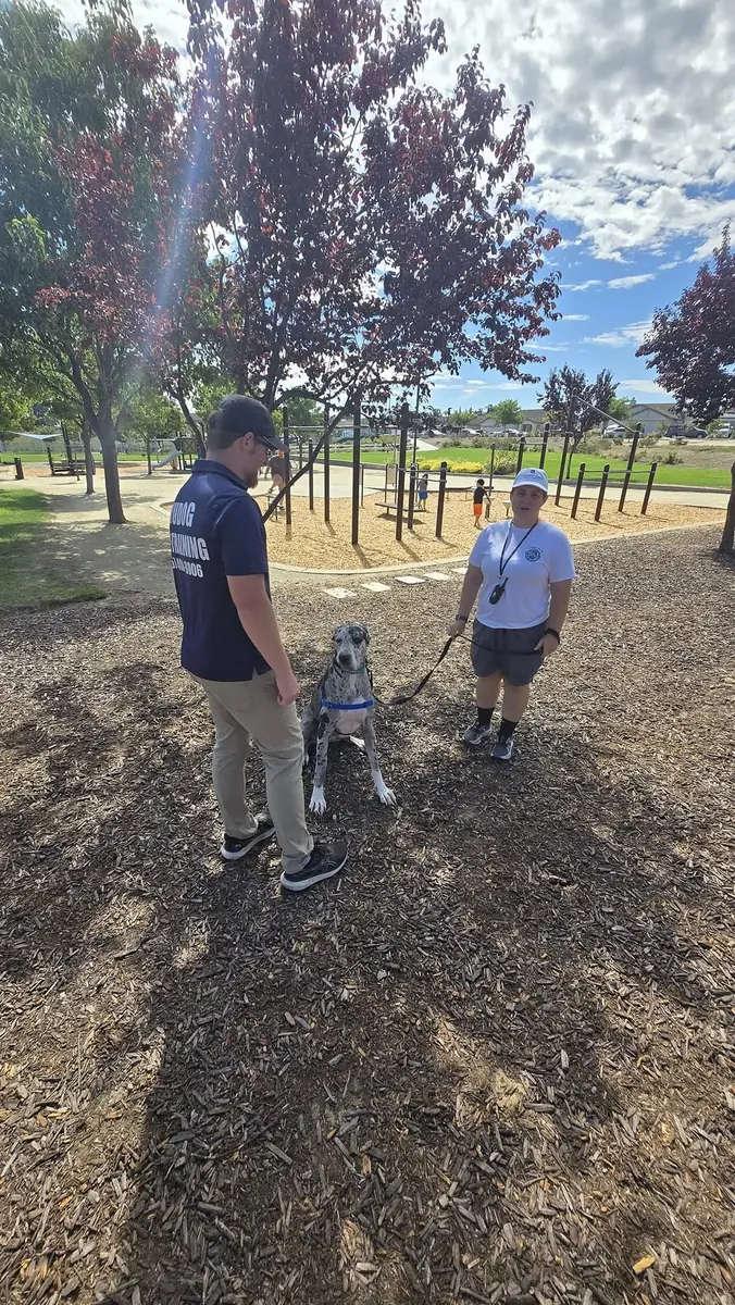 Great Dane training session