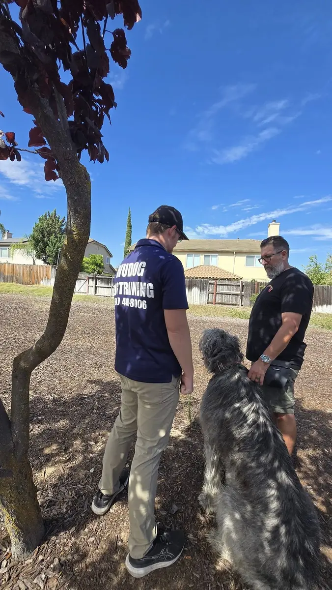 Irish Wolfhound training session
